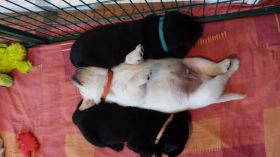 pup3.jpg