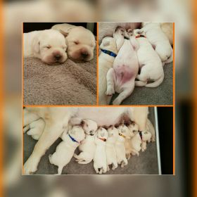 pups 10 dagen.jpg
